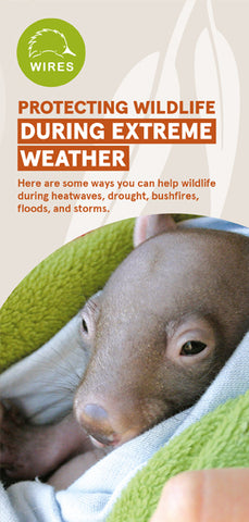 Leaflet - C - WIRE0059 - WIRES Protecting Wildlife in Extreme Weather Brochure (50 Pack)