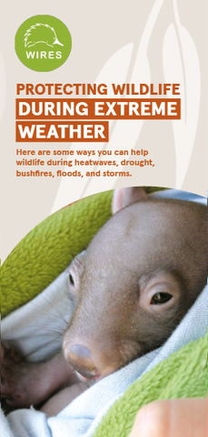 Leaflet - C - WIRE0059 - WIRES Protecting Wildlife in Extreme Weather Brochure (50 Pack)
