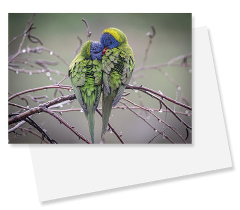 Card - WIRE0039 V2 - WIRES A6 Blank Gift Cards (Lorikeet) (10 Pack) with C6 Envelopes