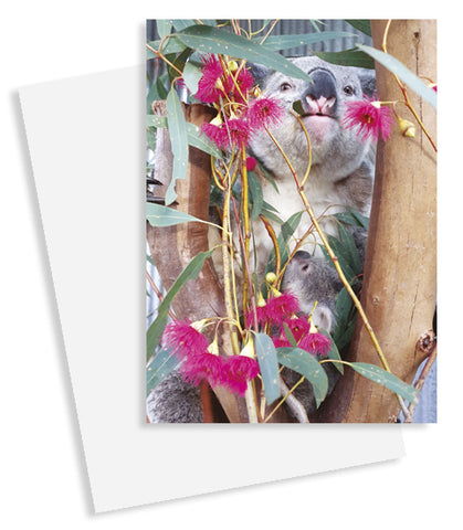 Card - WIRE0039 - WIRES A6 Blank Gift Cards (Koala & Joey) (10 Pack) with C6 Envelopes