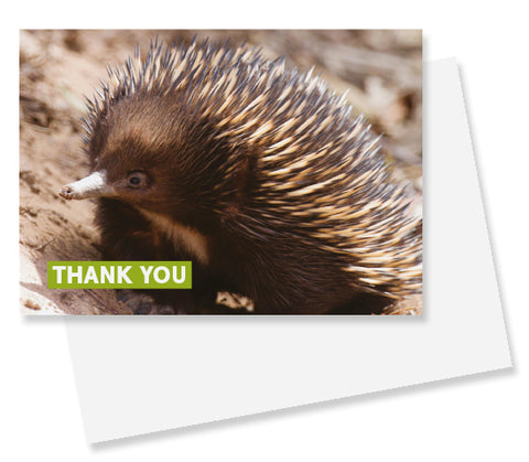 Card - WIRE0004 - WIRES A6 Thank You Gift Cards (Echidna) (20 Pack) with C6 Envelopes